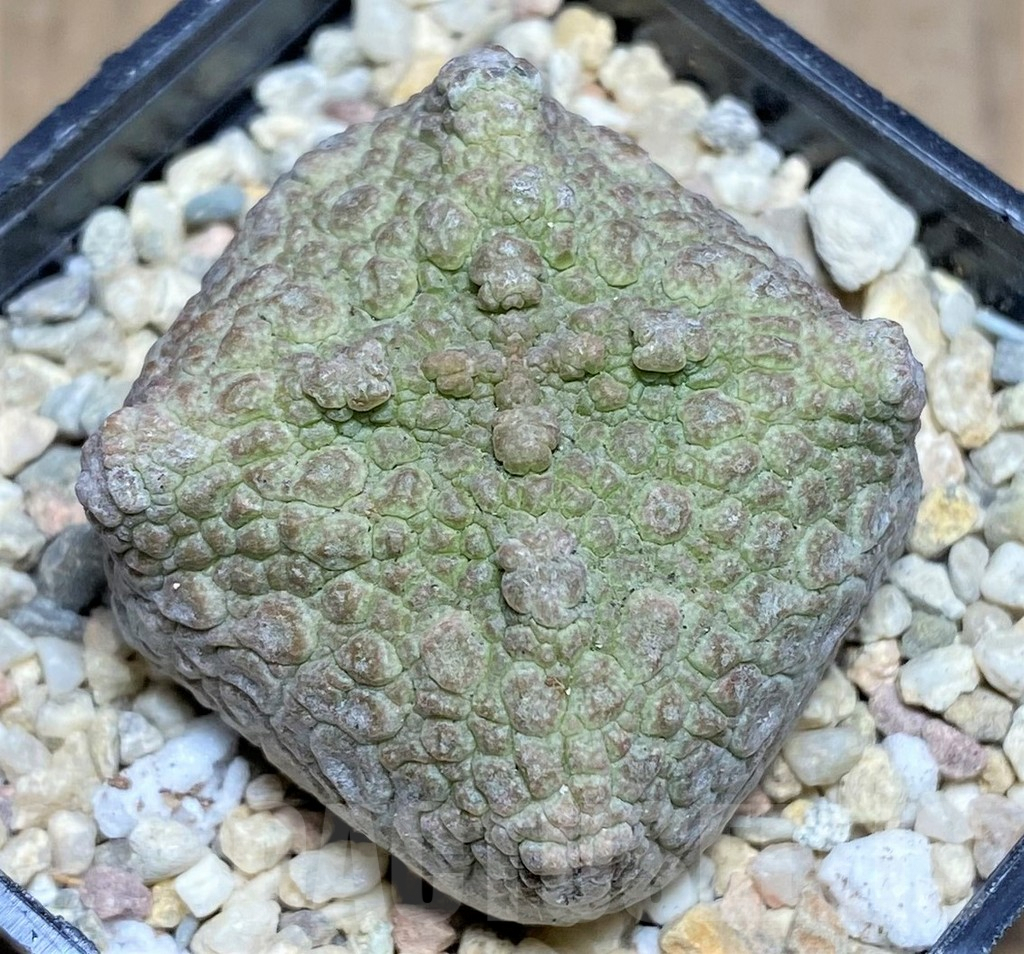 SHPR26184 Pseudolithos cubiformis