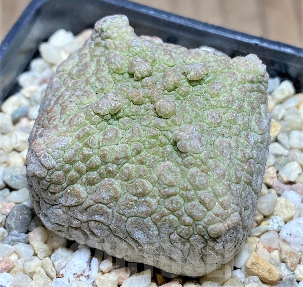 SHPR26184 Pseudolithos cubiformis - Image 2