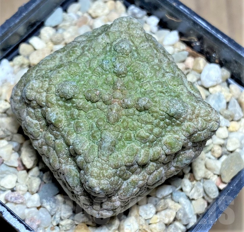 SHPR26185 Pseudolithos cubiformis