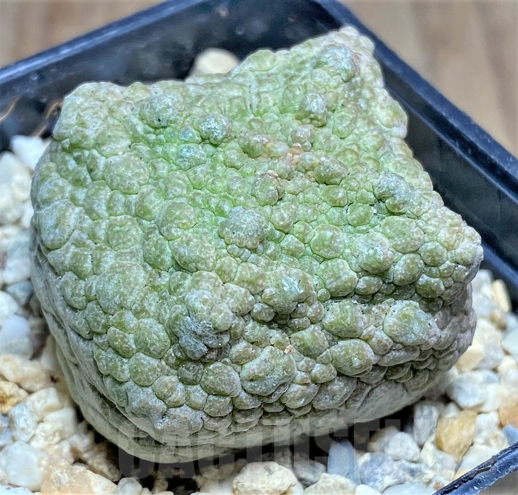 SHPR26185 Pseudolithos cubiformis - Obrázek 2