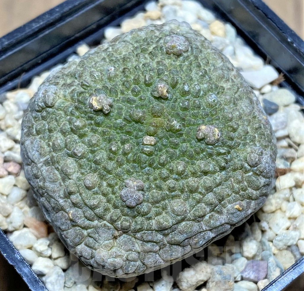 SHPR26186 Pseudolithos cubiformis
