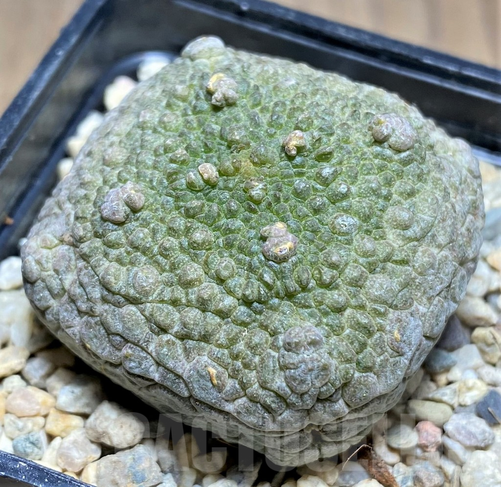 SHPR26186 Pseudolithos cubiformis - Image 2