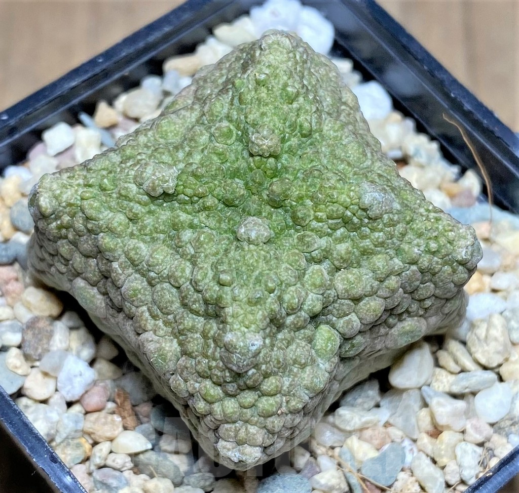 SHPR26188 Pseudolithos cubiformis