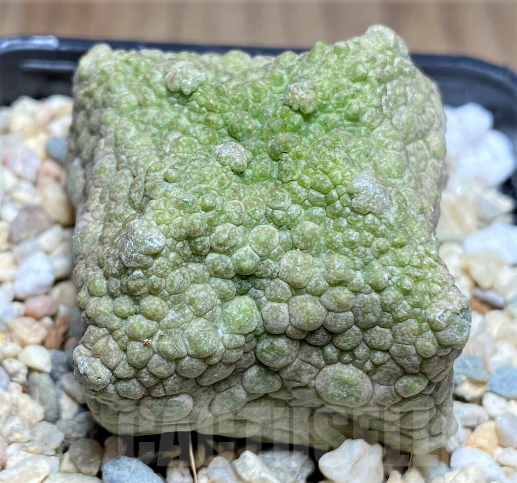 SHPR26188 Pseudolithos cubiformis - Image 2