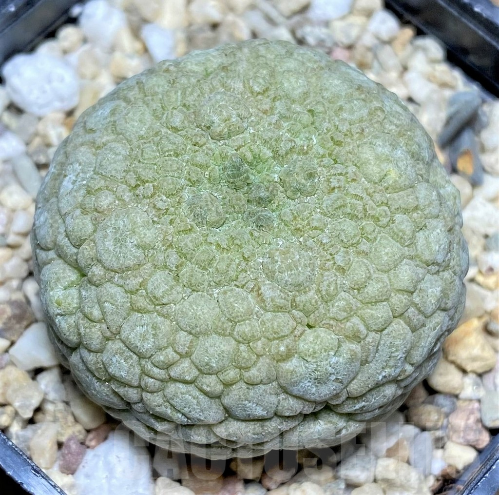 SHPR26189 Pseudolithos migiurtinus