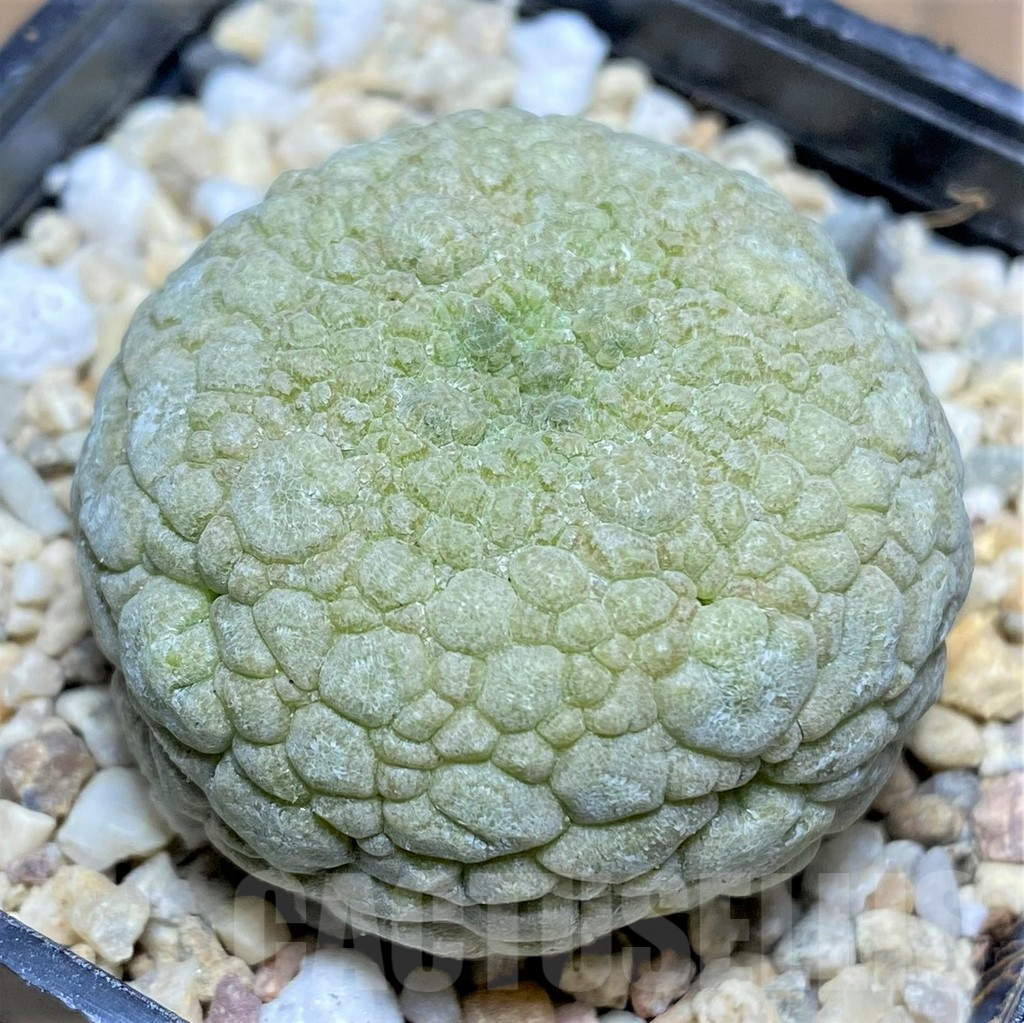 SHPR26189 Pseudolithos migiurtinus - Obrázek 2