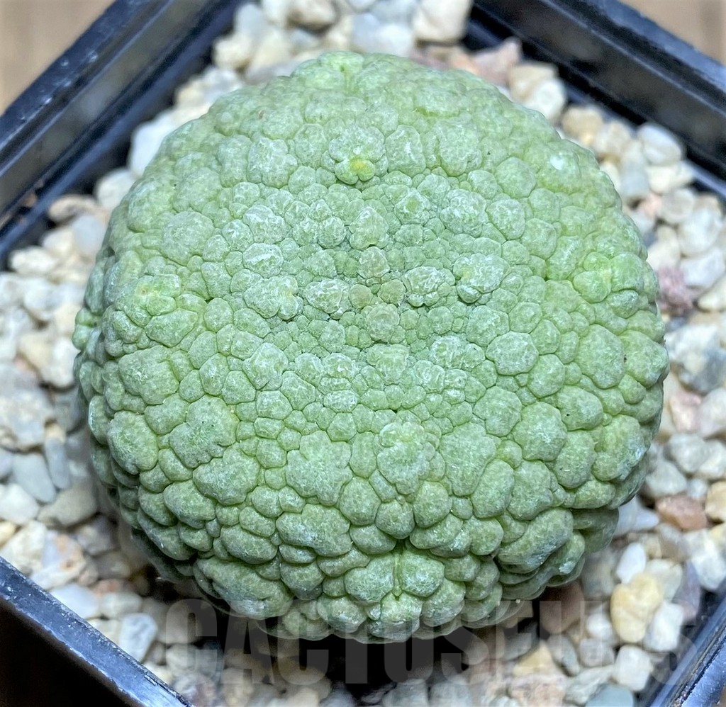 SHPR26190 Pseudolithos migiurtinus - Image 2