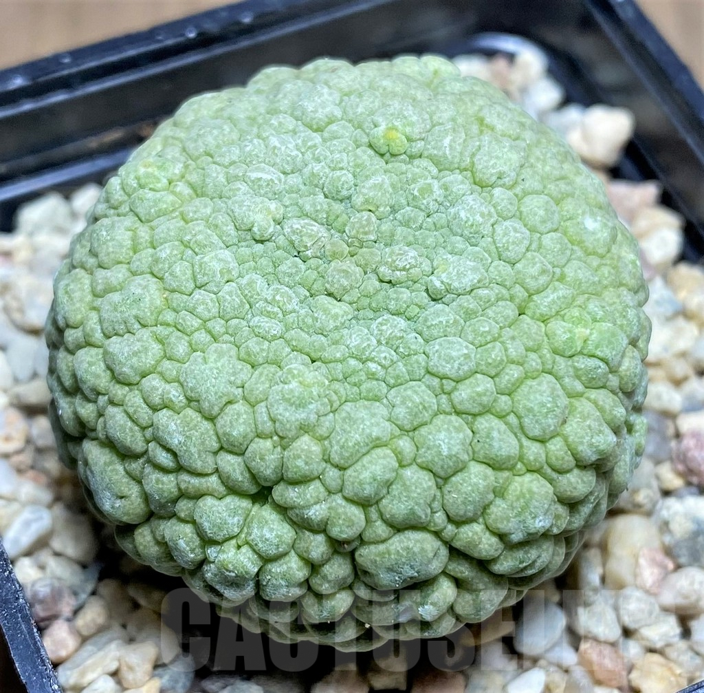 SHPR26190 Pseudolithos migiurtinus
