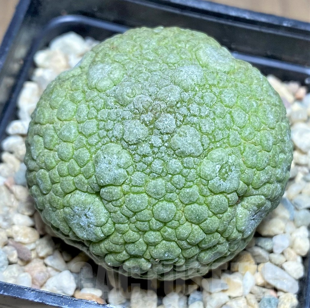 SHPR26191 Pseudolithos migiurtinus