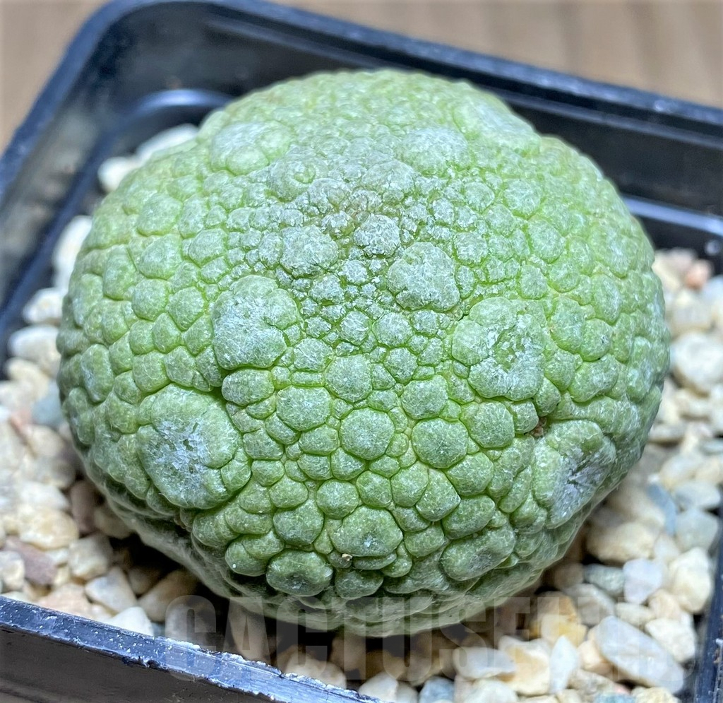 SHPR26191 Pseudolithos migiurtinus - immagine 2