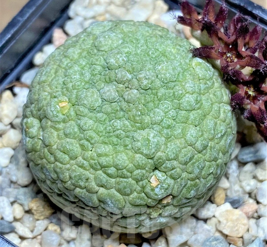 SHPR26192 Pseudolithos migiurtinus
