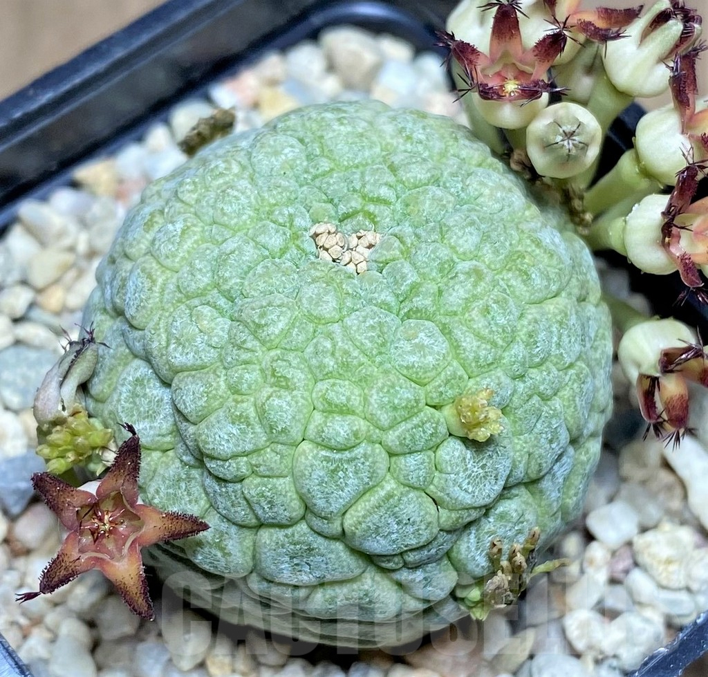 SHPR26193 Pseudolithos migiurtinus