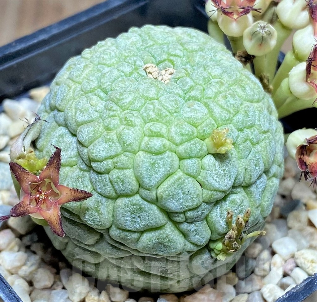 SHPR26193 Pseudolithos migiurtinus - immagine 2
