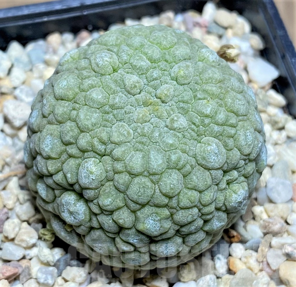 SHPR26194 Pseudolithos migiurtinus - immagine 2