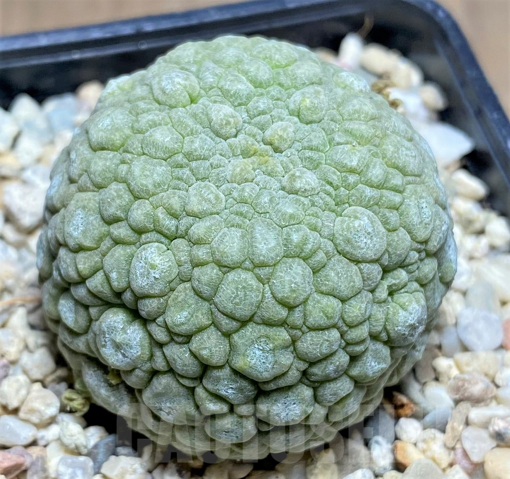 SHPR26194 Pseudolithos migiurtinus