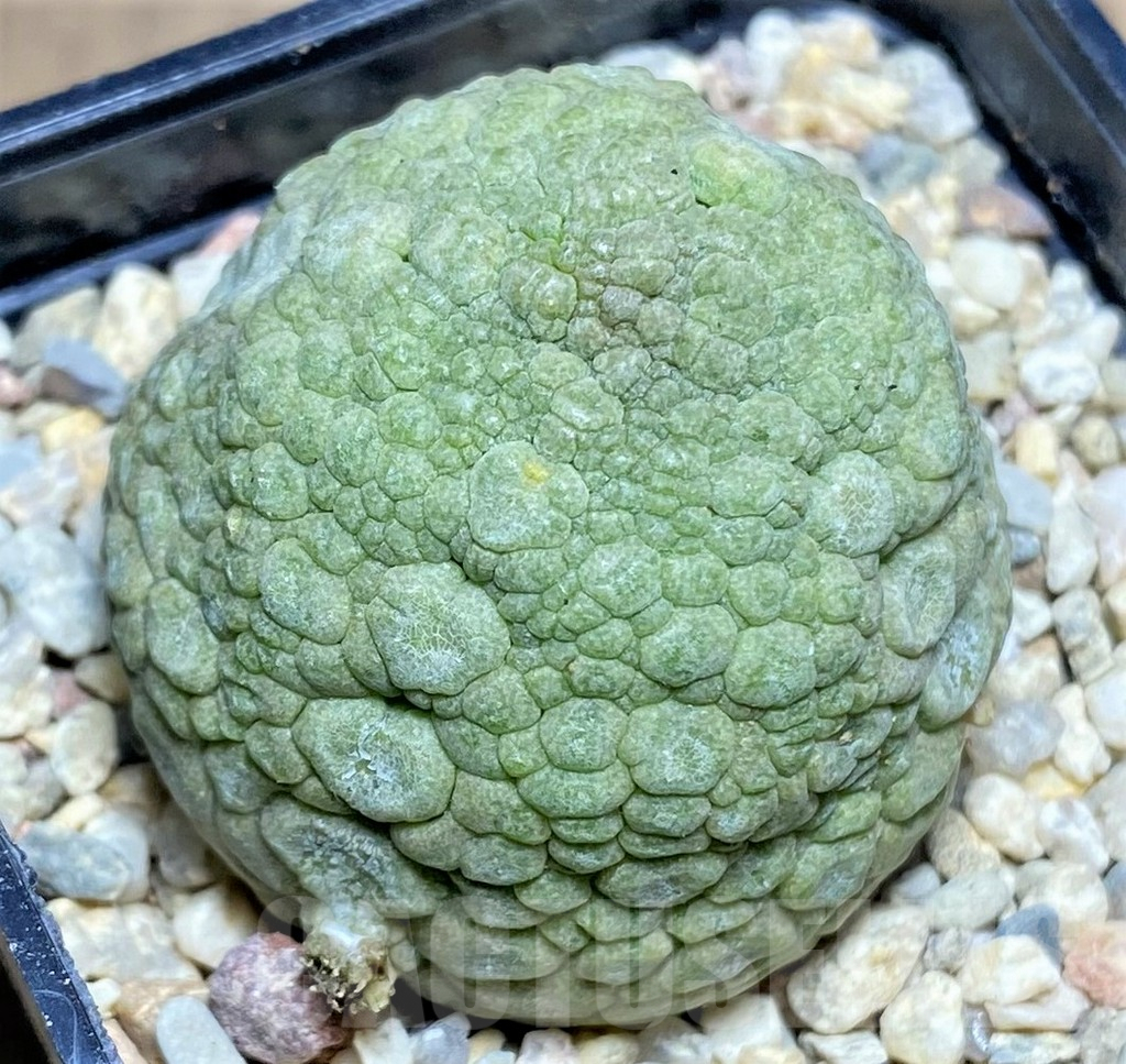 SHPR26195 Pseudolithos migiurtinus