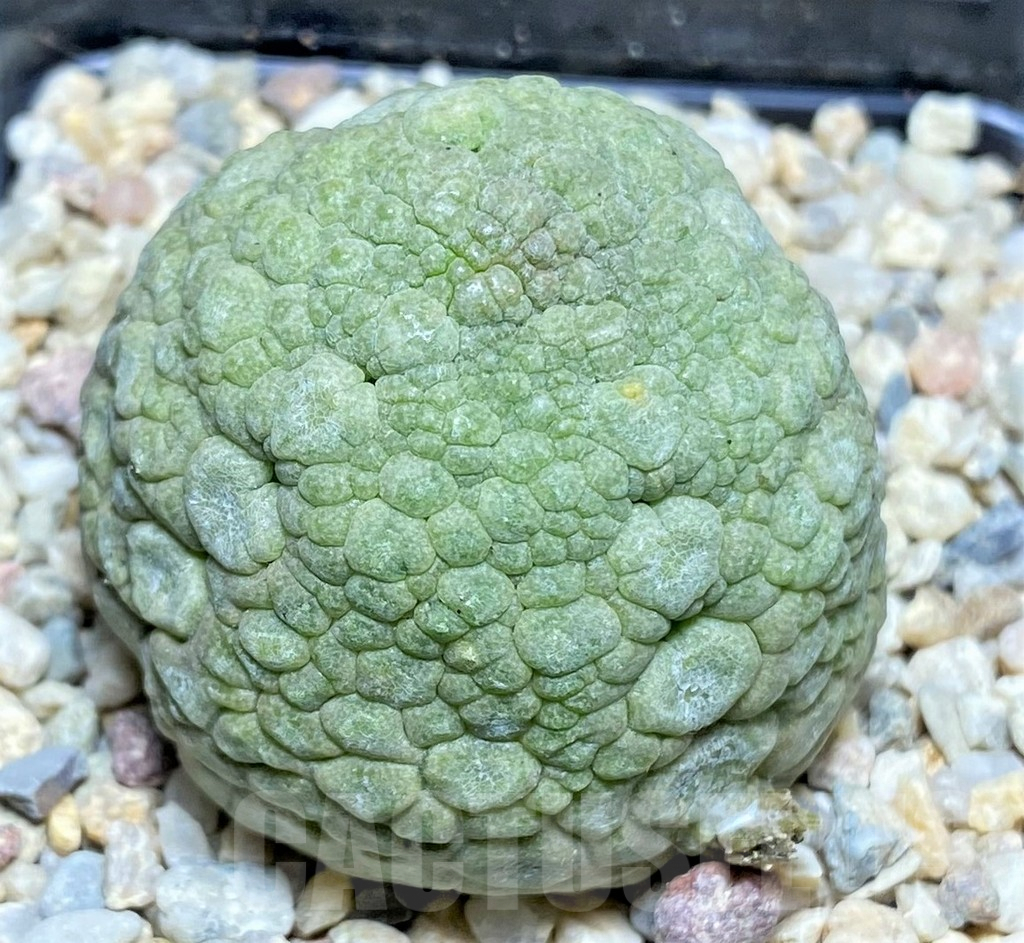 SHPR26195 Pseudolithos migiurtinus - Obrázek 2