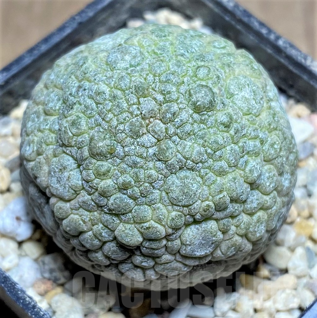 SHPR26197 Pseudolithos migiurtinus - Obrázek 2