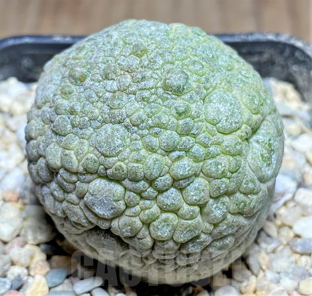 SHPR26197 Pseudolithos migiurtinus
