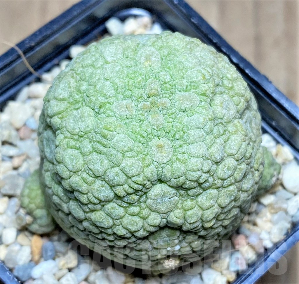 SHPR26198 Pseudolithos migiurtinus