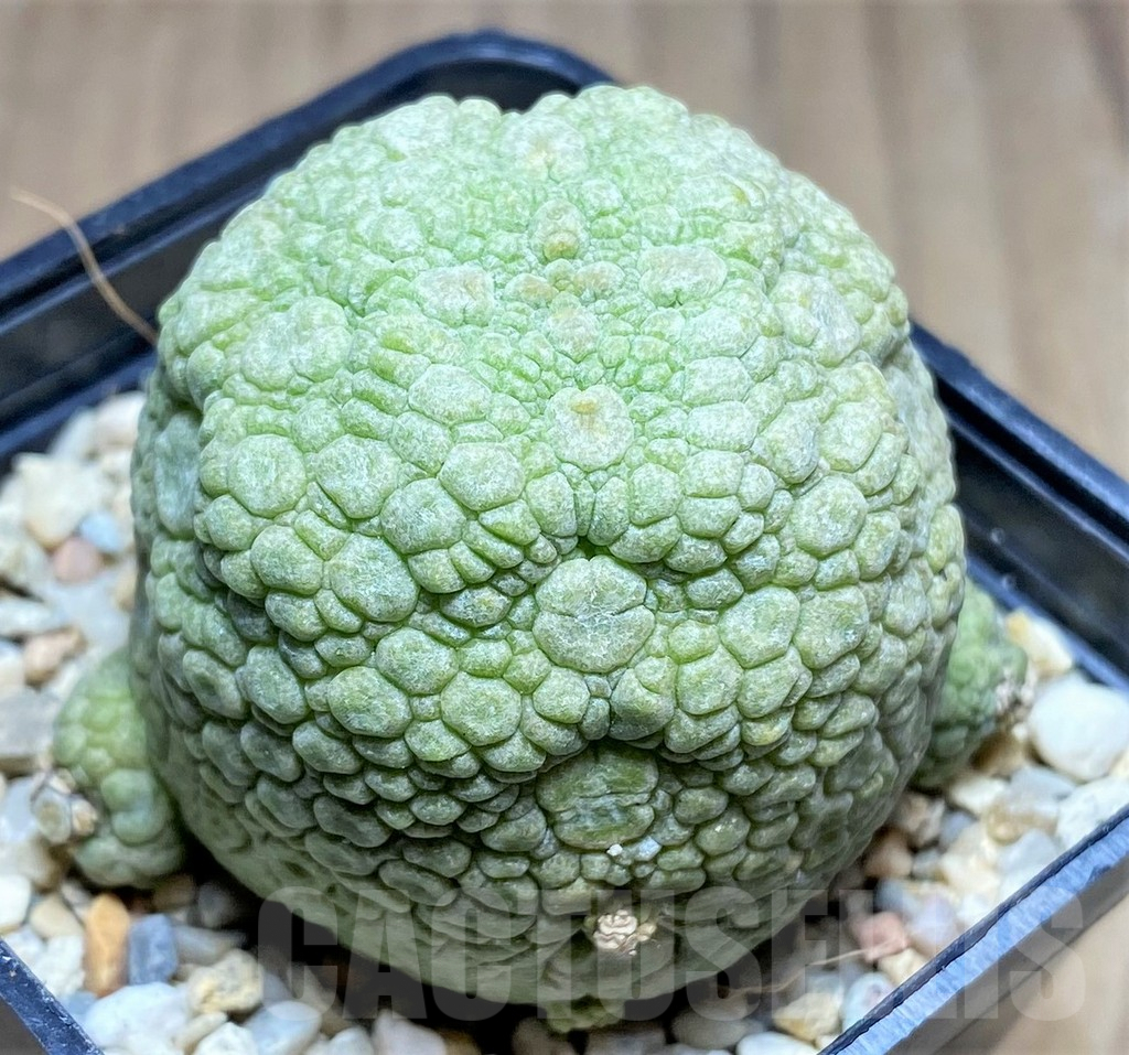 SHPR26198 Pseudolithos migiurtinus - Image 2