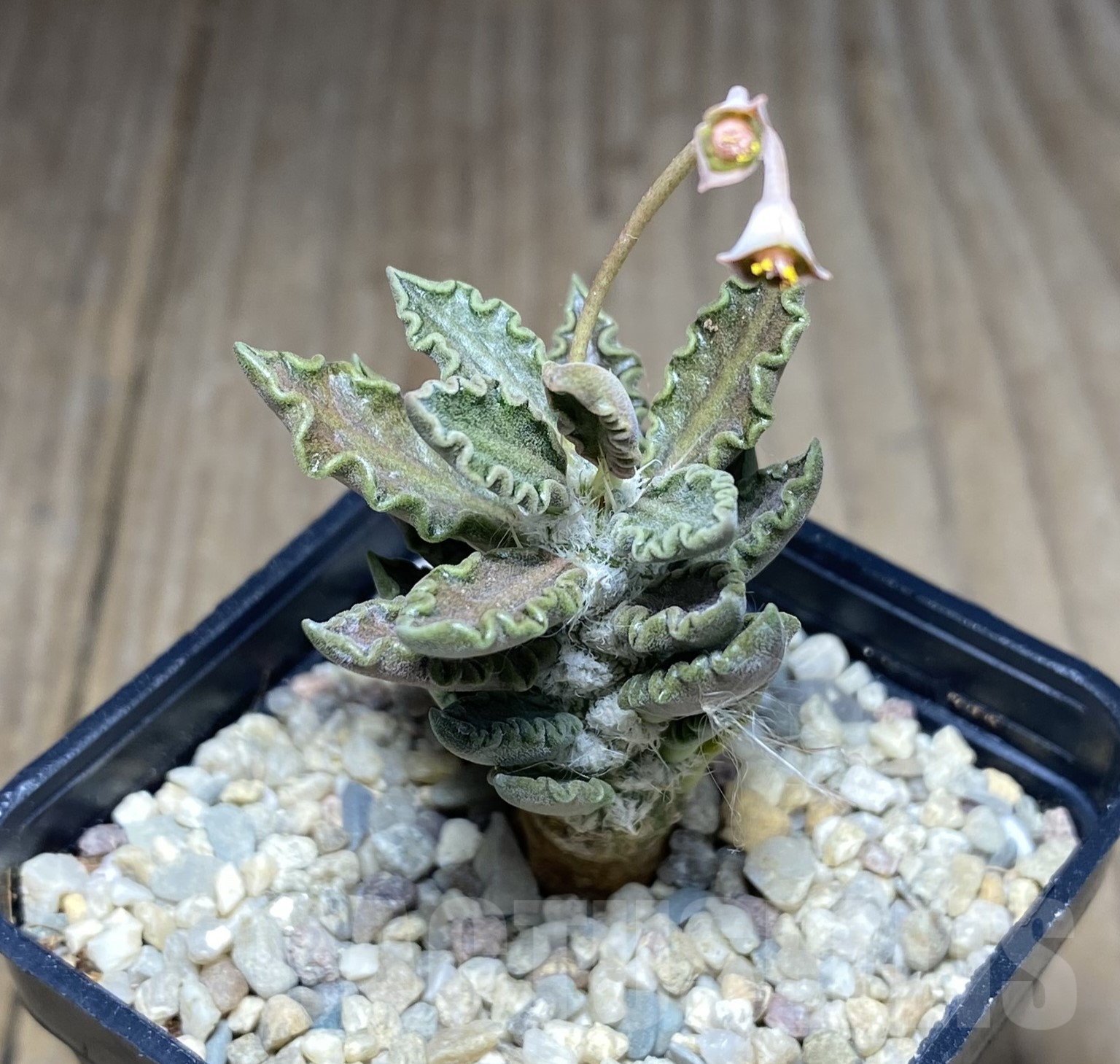 SHPR26240 Euphorbia tulearensis