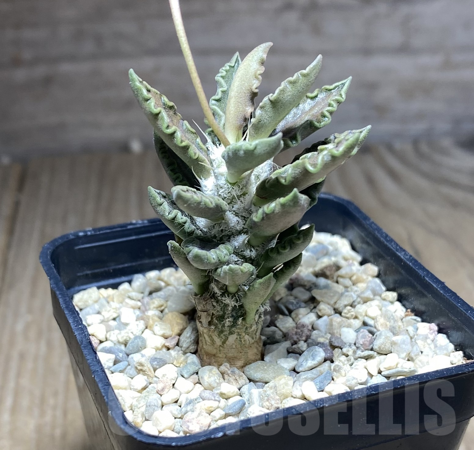 SHPR26240 Euphorbia tulearensis - Image 2