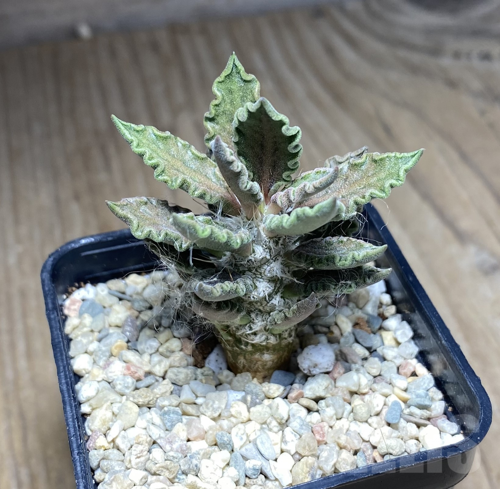 SHPR26242 Euphorbia tulearensis