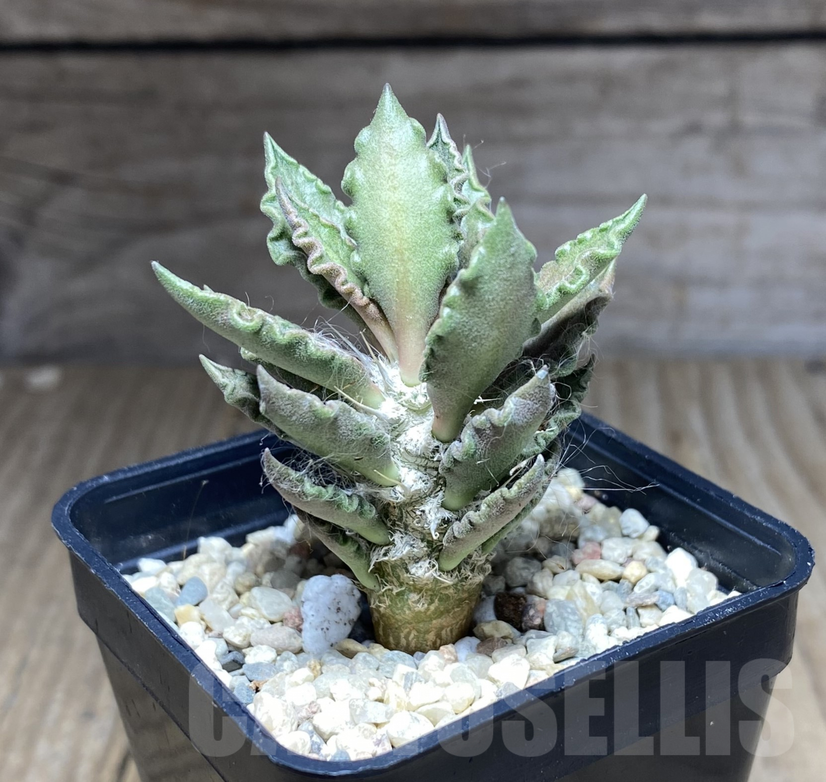 SHPR26242 Euphorbia tulearensis - Image 2