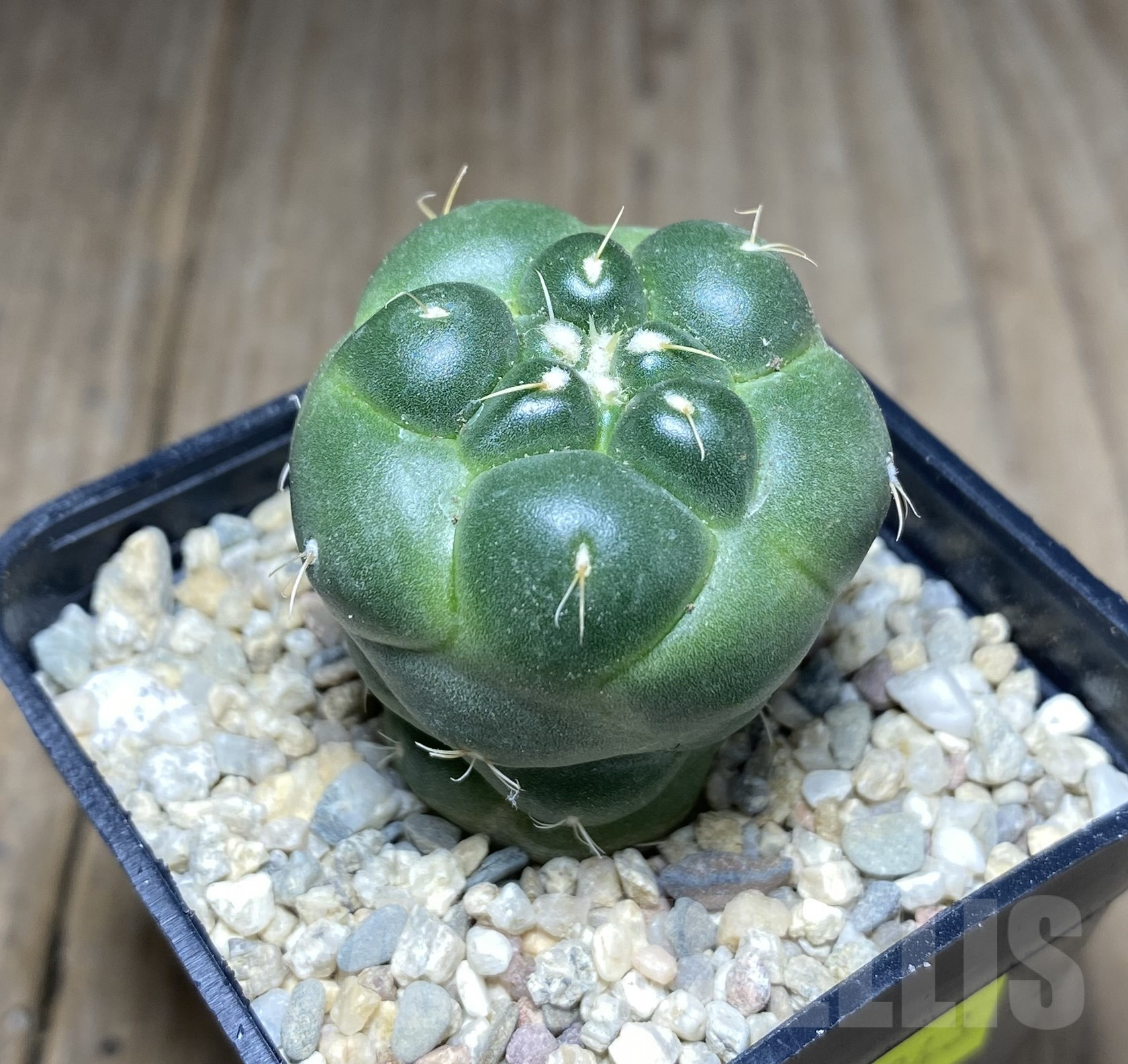 SHPR26243 Coryphantha elephantidens f. inermis