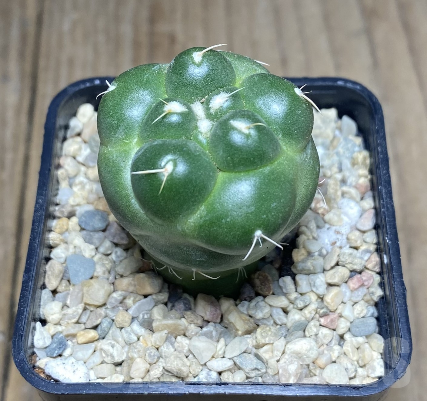 SHPR26244 Coryphantha elephantidens f. inermis