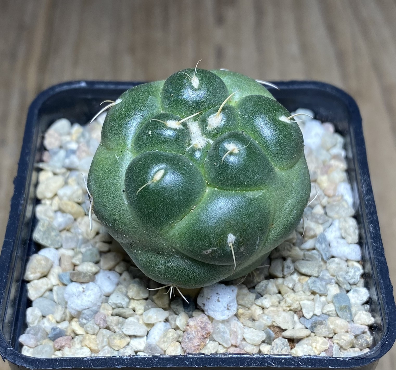 SHPR26245 Coryphantha elephantidens f. inermis