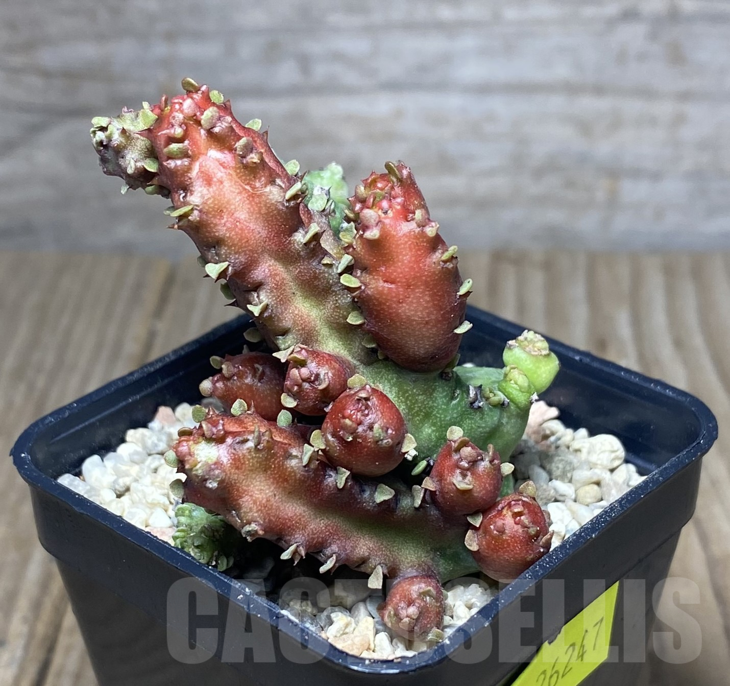 SHPR26247 Euphorbia lactea f. monstrose