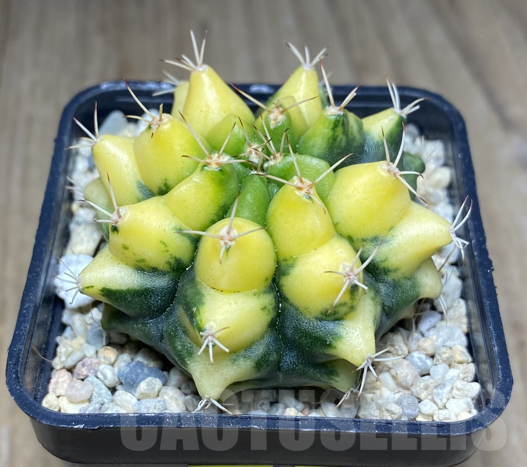 SHPR26248 Gymnocalycium mihanovichii ‘Yellow Dream’