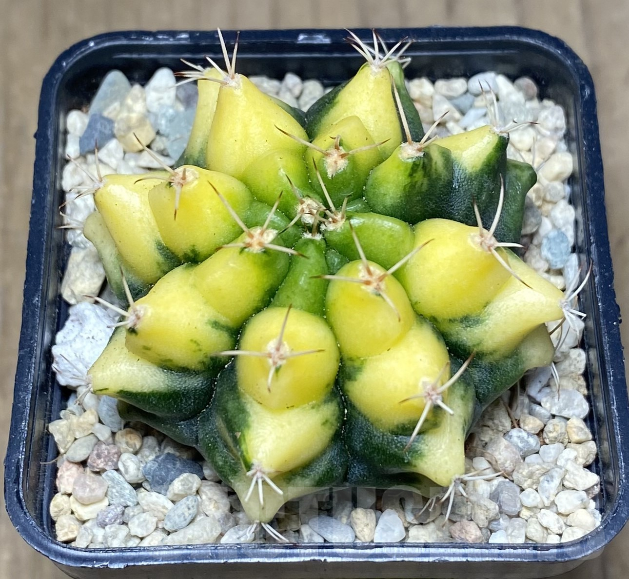 SHPR26248 Gymnocalycium mihanovichii ‘Yellow Dream’ - immagine 2
