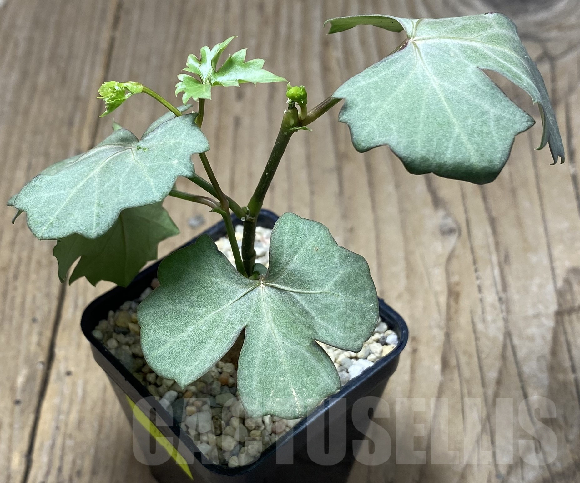 SHPR26253 Cissus trifoliata - Image 2