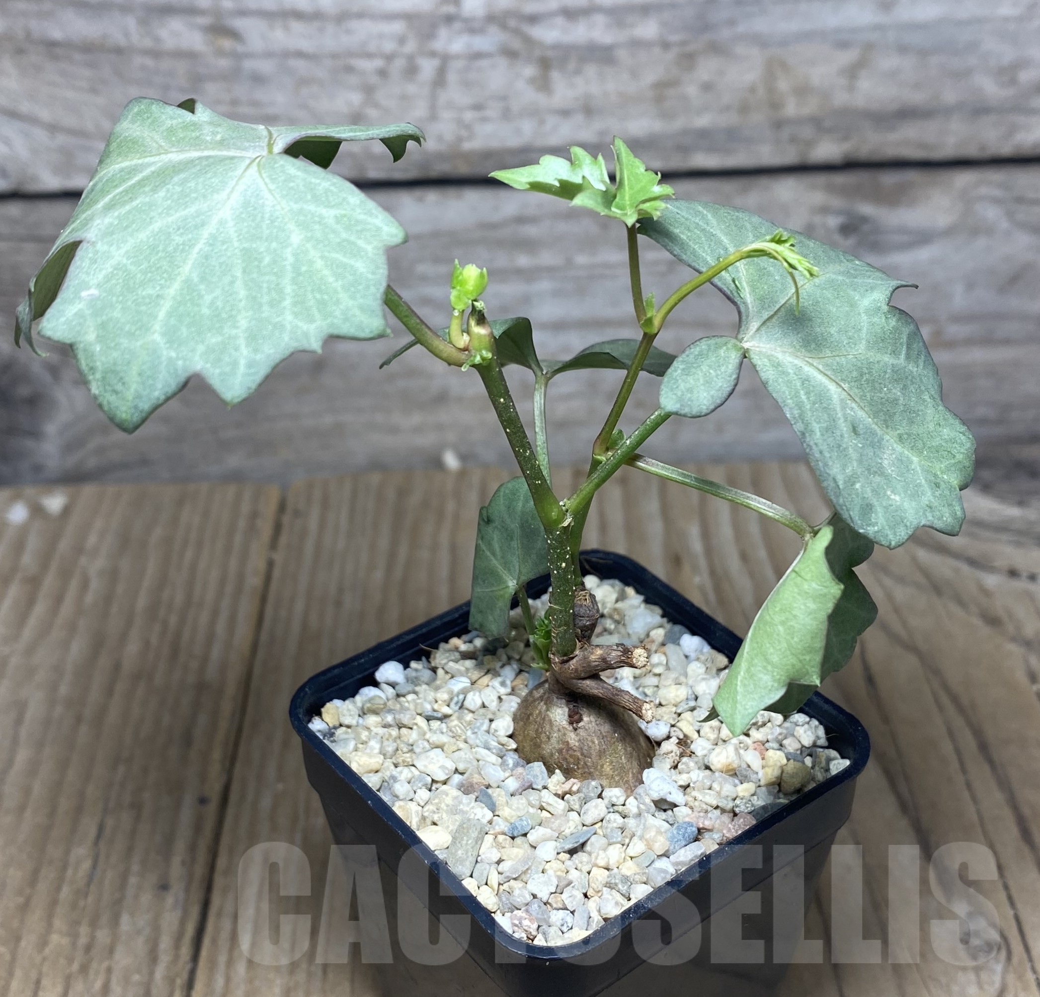 SHPR26253 Cissus trifoliata