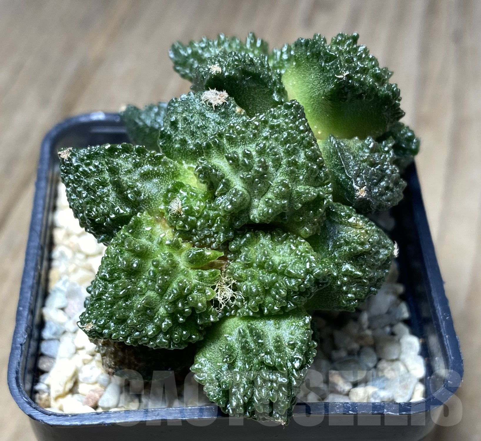 SHPR26256 Ariocarpus fissuratus "Godzilla" Big Tay, grafted