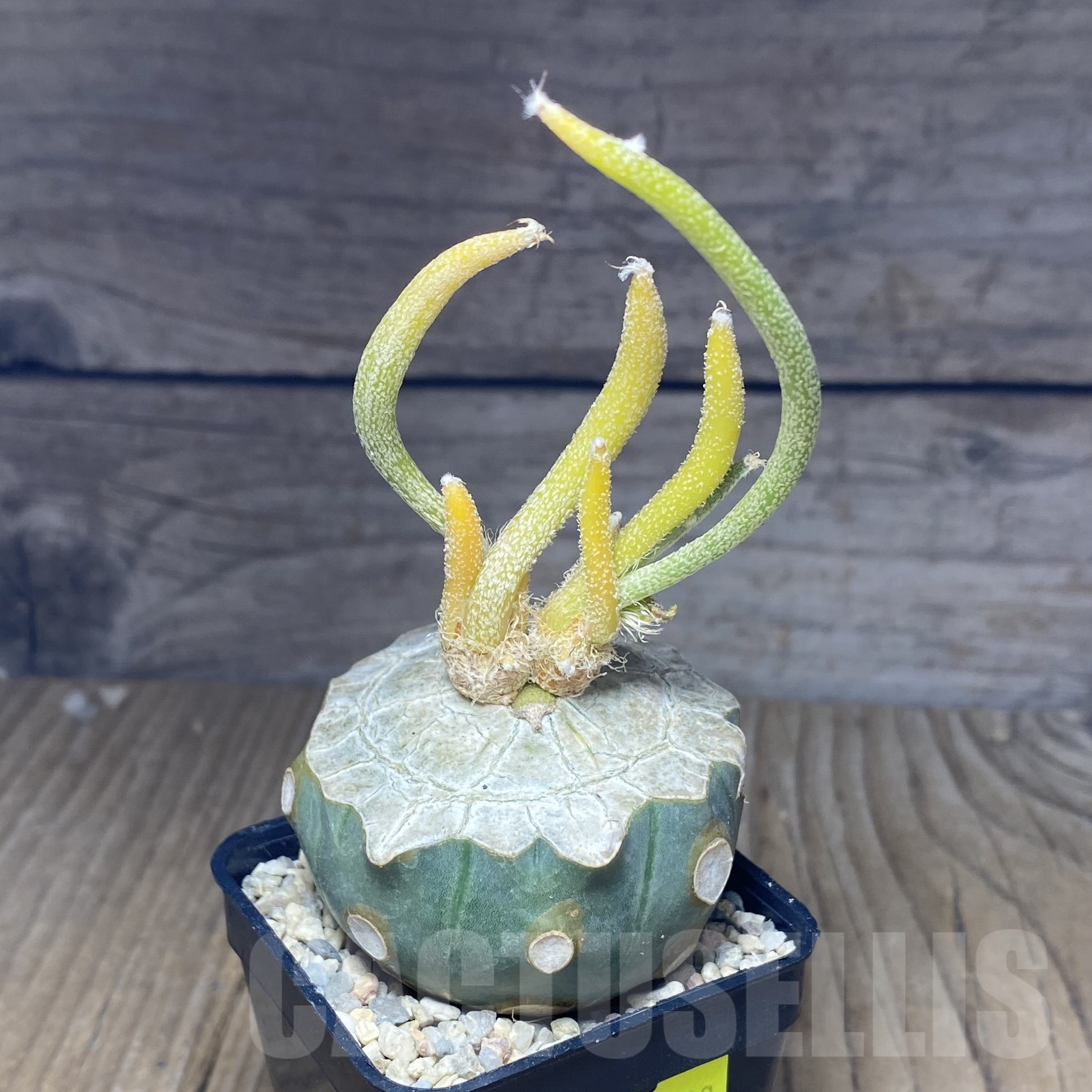 SHPR26260 Astrophytum caput-medusae, grafted