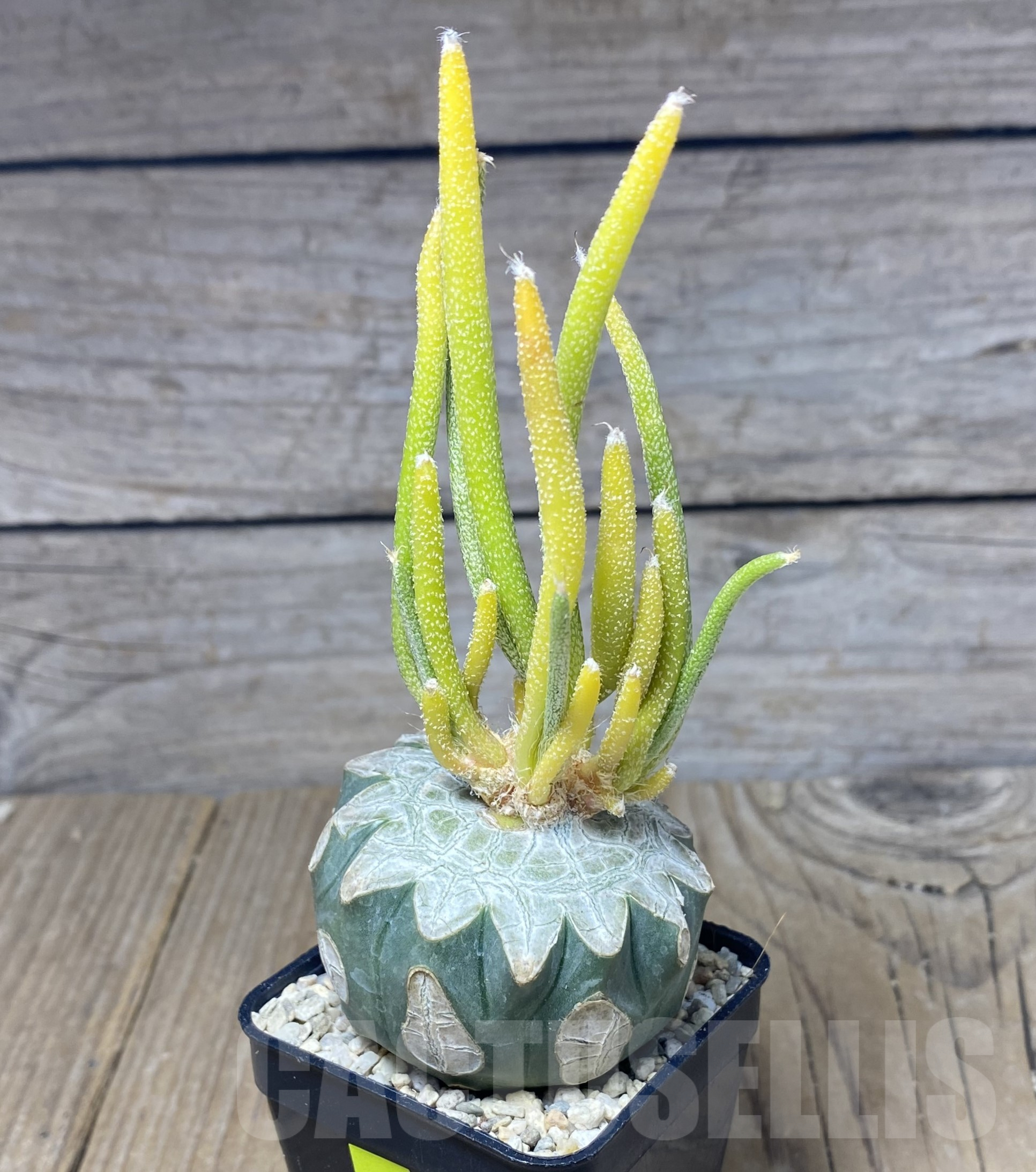 SHPR26261 Astrophytum caput-medusae, grafted