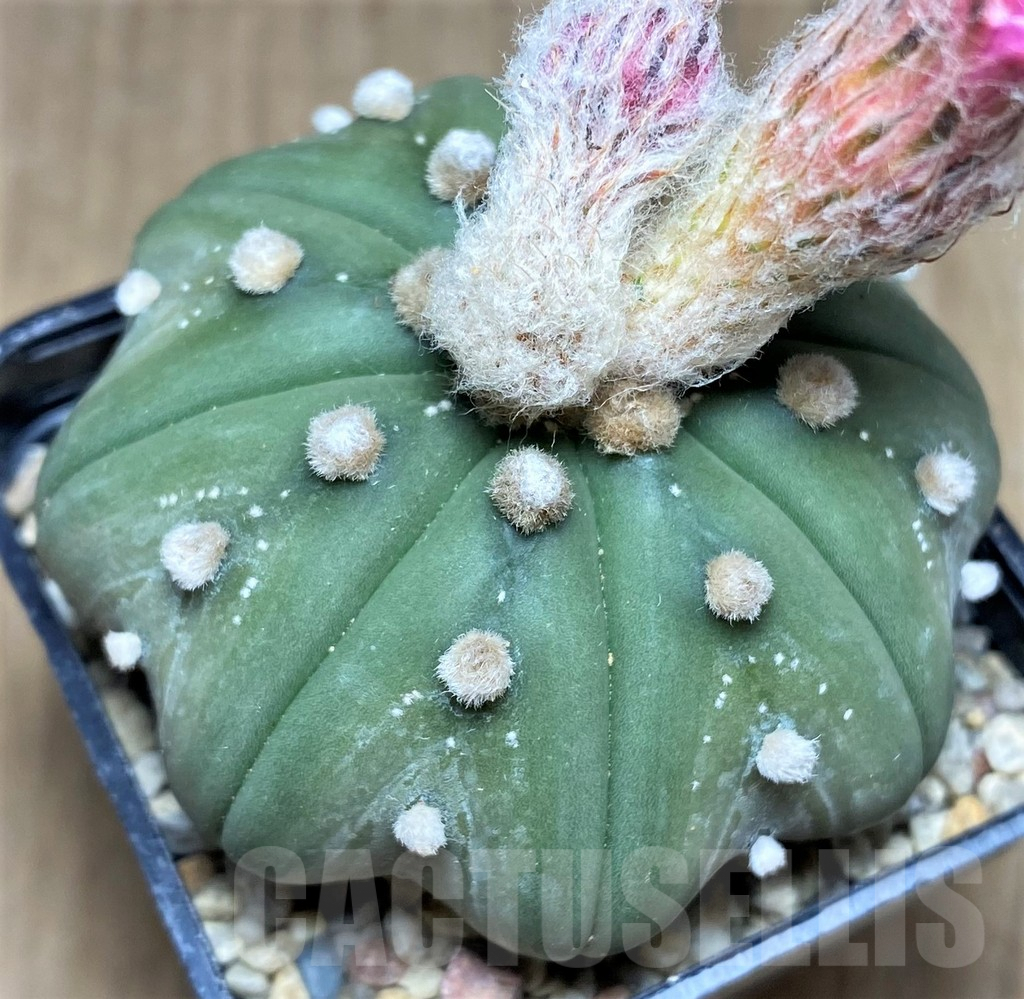 SHPR26264 Astrophytum asterias 'Star shape'