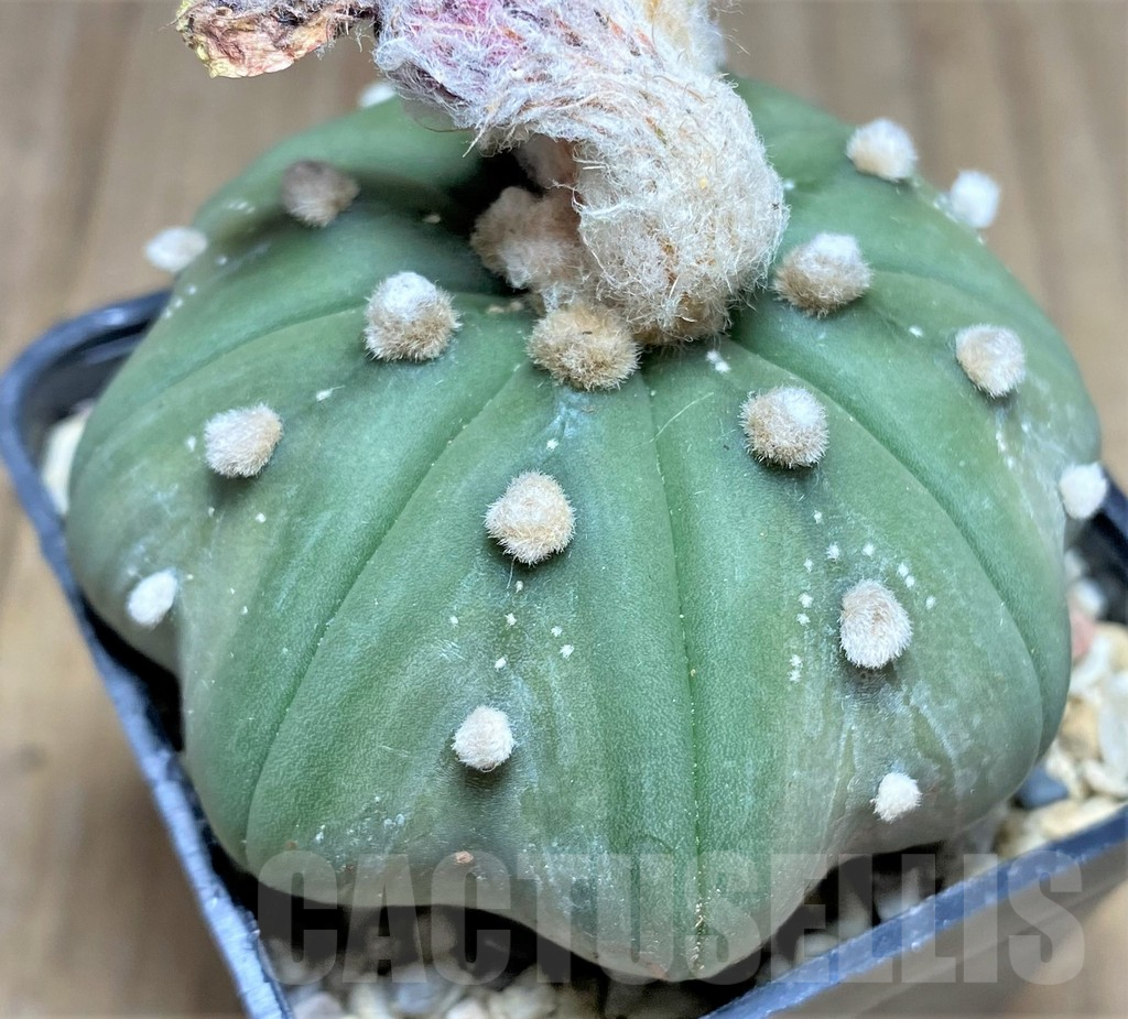 SHPR26264 Astrophytum asterias 'Star shape' - Imagen 2