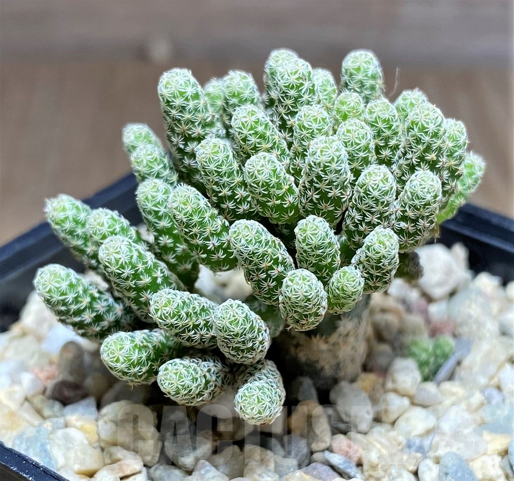 SHPR26266 Turbinicarpus krainzianus ‘Minimus’ - Imagen 2