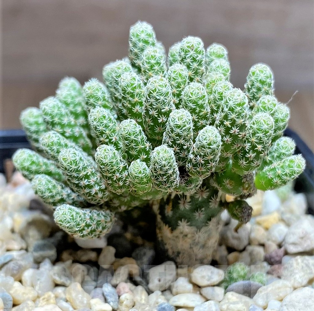 SHPR26266 Turbinicarpus krainzianus ‘Minimus’