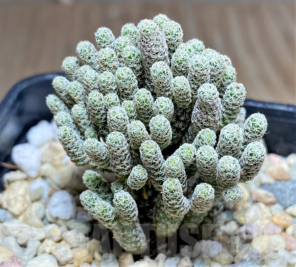 SHPR26267 Turbinicarpus krainzianus ‘Minimus’