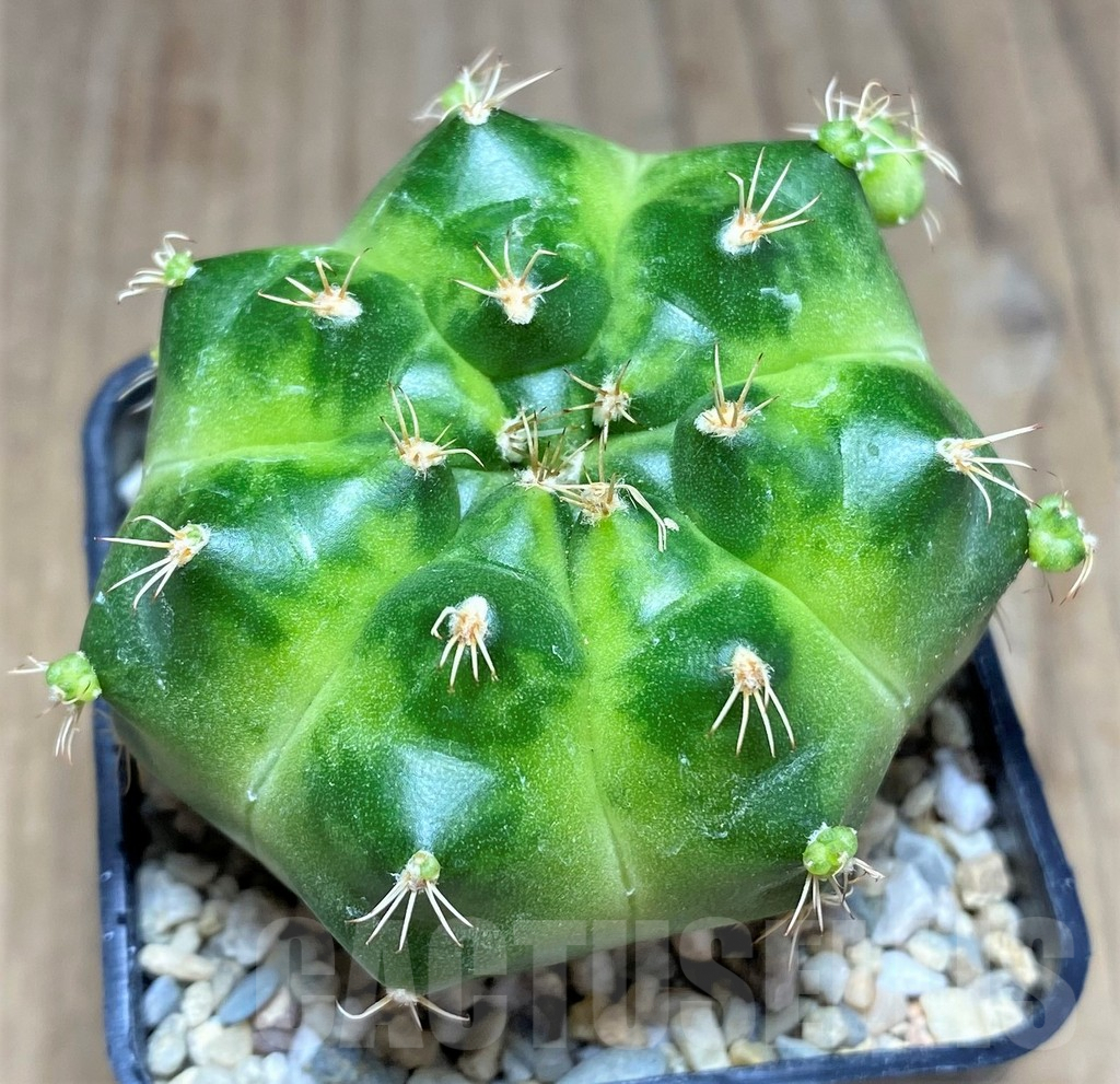 SHPR26268 Gymnocalycium mihanovichii ‘Green Marble’