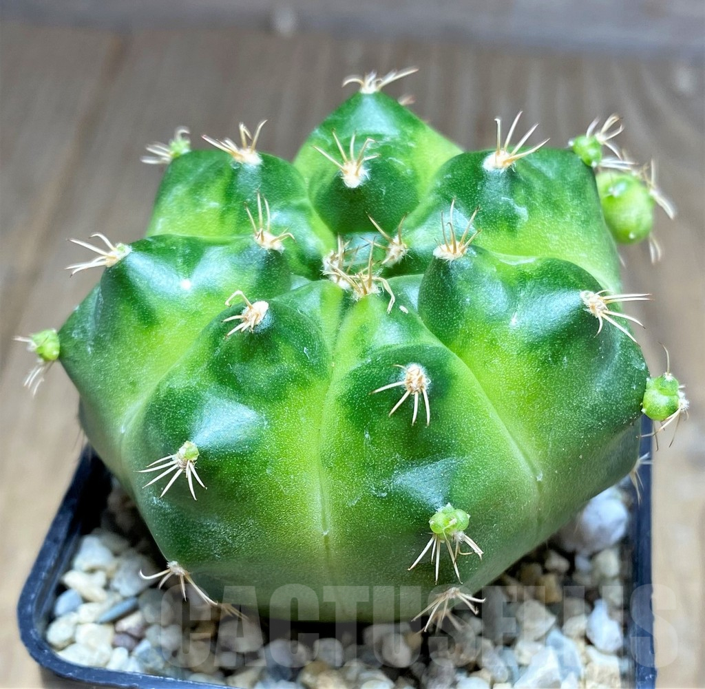 SHPR26268 Gymnocalycium mihanovichii ‘Green Marble’ - Imagen 2
