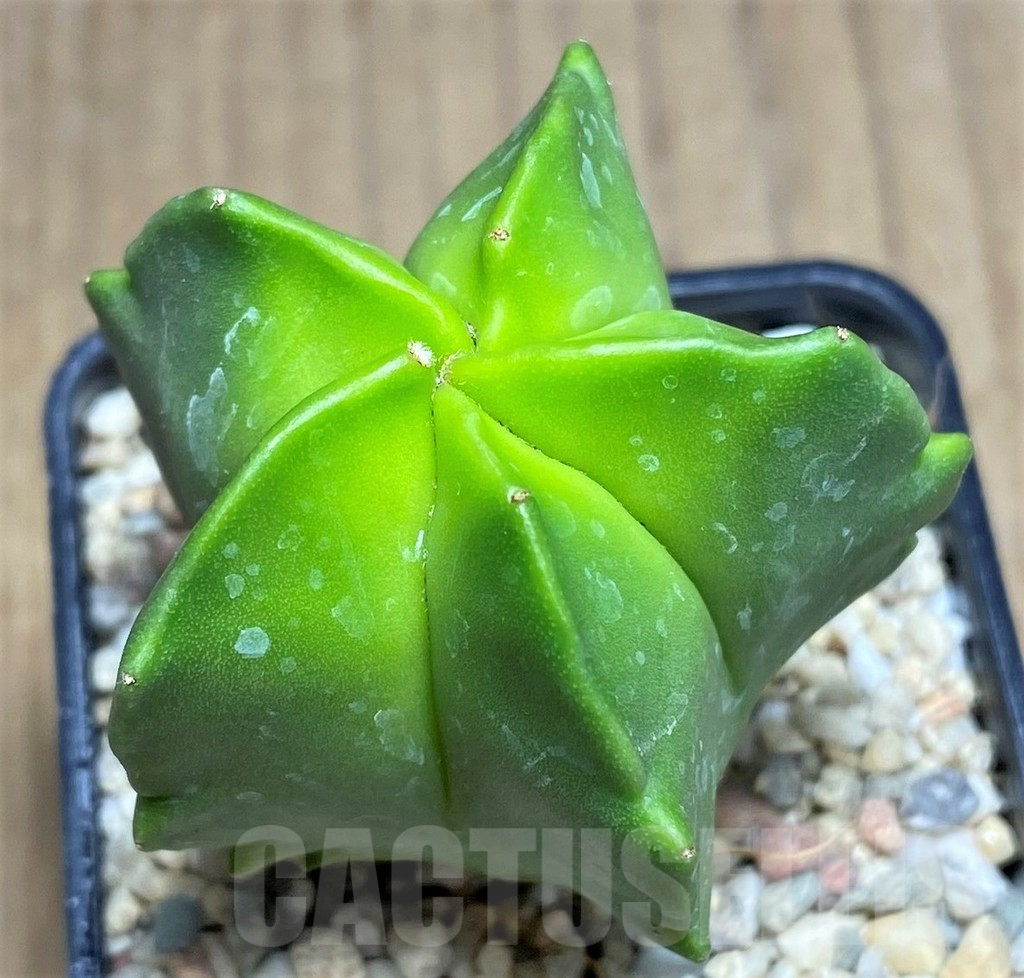 SHPR26269 Astrophytum myriostigma ‘Kikko’