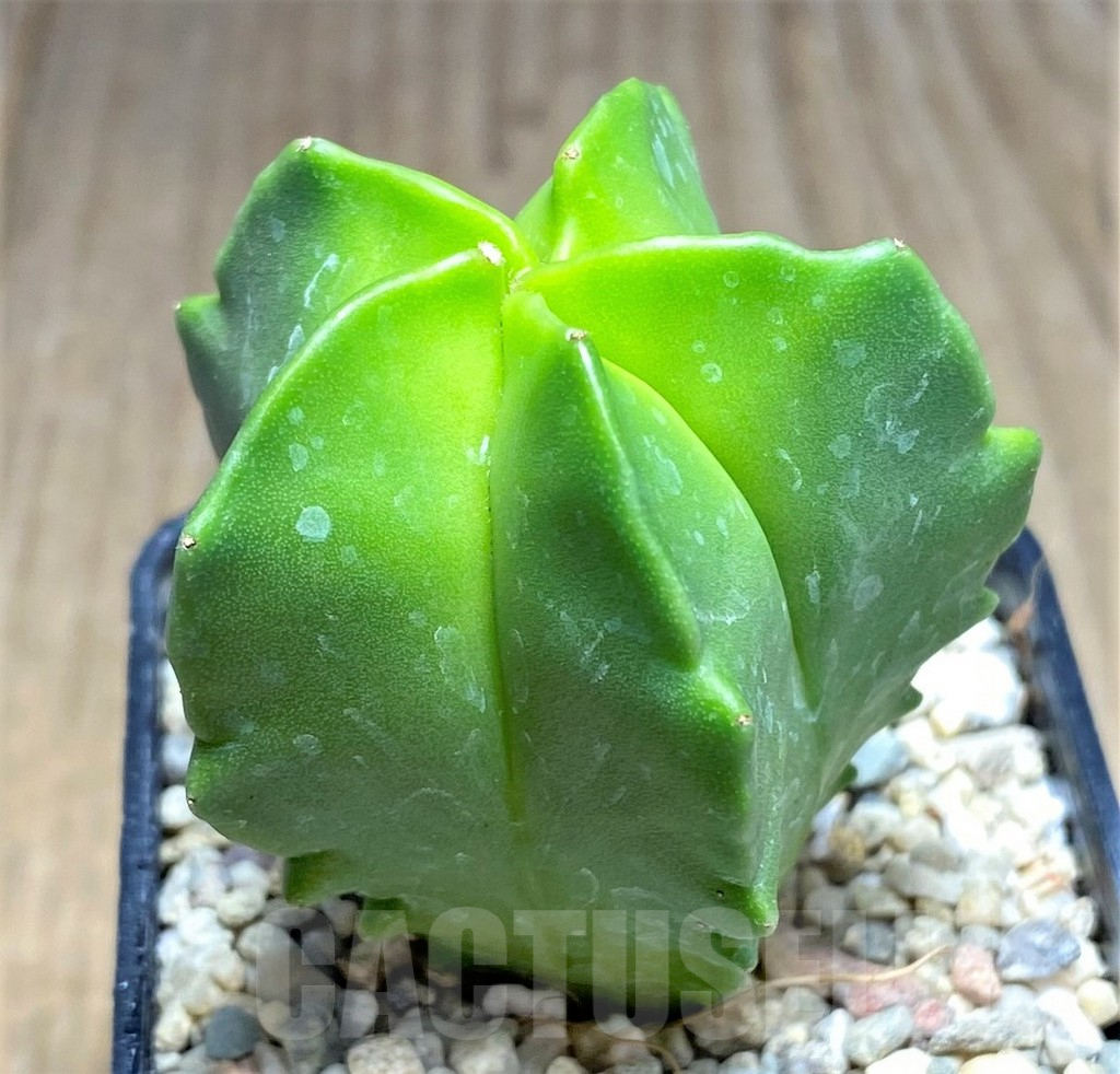 SHPR26269 Astrophytum myriostigma ‘Kikko’ - Image 2