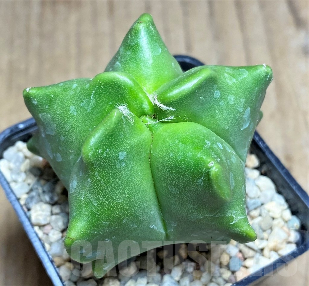 SHPR26270 Astrophytum myriostigma ‘Kikko’ - Image 2
